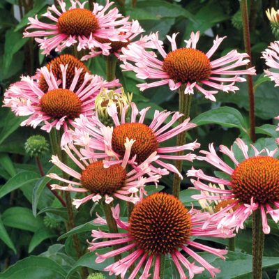 Echinacea 'Quills and Thrills'