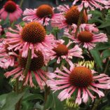 Echinacea 'Quills and Thrills'