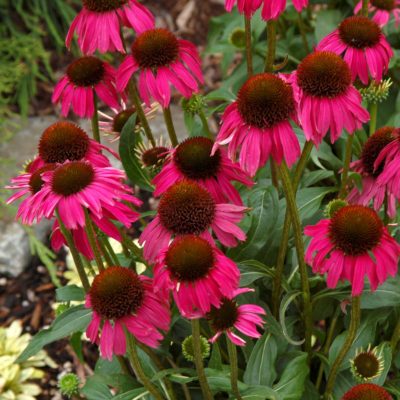 Echinacea 'Raspberry Tart'