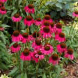 Echinacea 'Raspberry Tart'