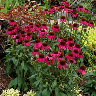 Echinacea 'Raspberry Tart'