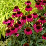 Echinacea 'Raspberry Tart'