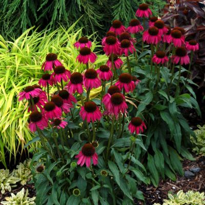 Echinacea 'Raspberry Tart'