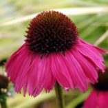 Echinacea 'Raspberry Tart'