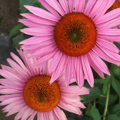 Echinacea 'Ruby Giant'