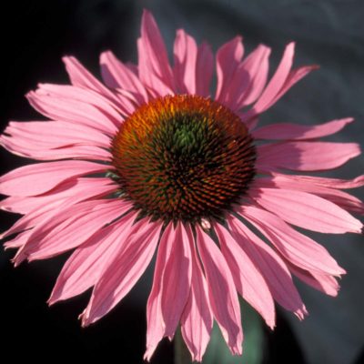 Echinacea 'Ruby Giant'