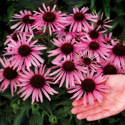 Echinacea 'Satin Nights'