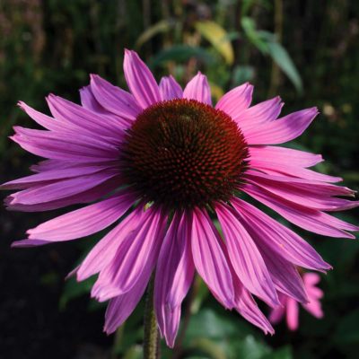 Echinacea 'Satin Nights'