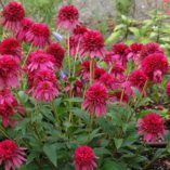 Echinacea 'Secret Affair'