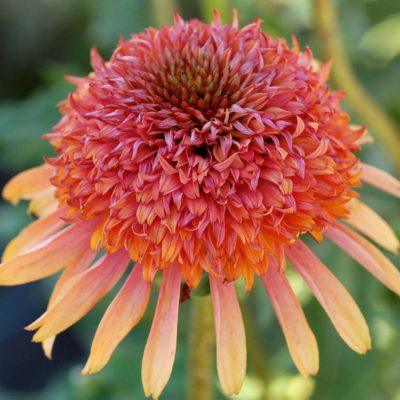 Echinacea 'Secret Desire'