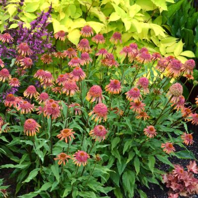 Echinacea 'Secret Desire'