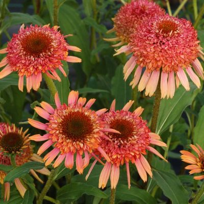 Echinacea 'Secret Desire'