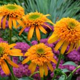 Echinacea 'Secret Glow'