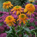 Echinacea 'Secret Glow'