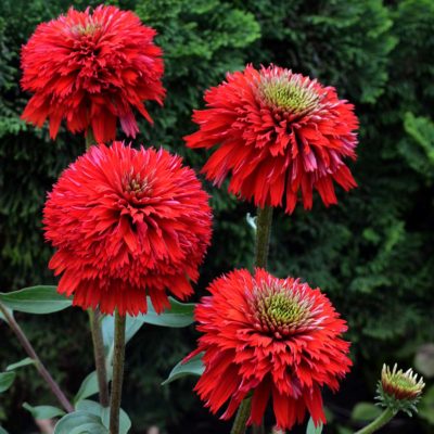 Echinacea 'Secret Love'