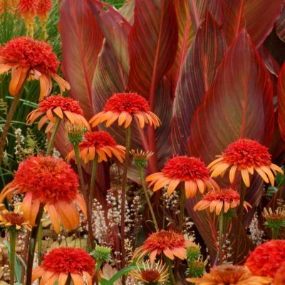 Echinacea 'Secret Lust'