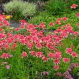 Echinacea 'Secret Passion'