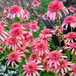 Echinacea 'Secret Passion'