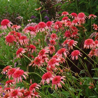 Echinacea 'Secret Passion'