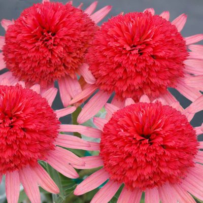 Echinacea 'Secret Passion'