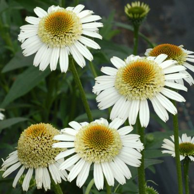 Echinacea 'Secret Pride'