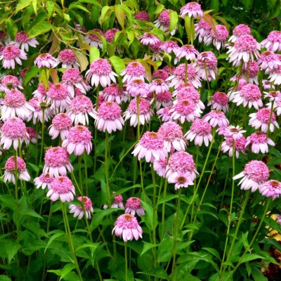 Echinacea 'Secret Romance'