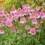 Echinacea 'Secret Romance'