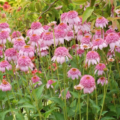 Echinacea 'Secret Romance'