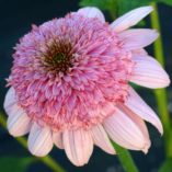 Echinacea 'Secret Romance'