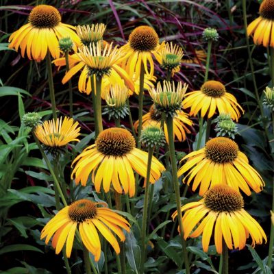 Echinacea 'Sunbird'