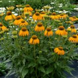 Echinacea 'Sunbird'