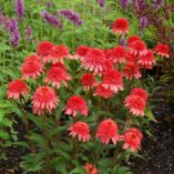 Echinacea SUPREME™ 'Flamingo'