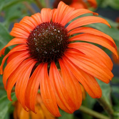 Echinacea 'Tangerine Dream'