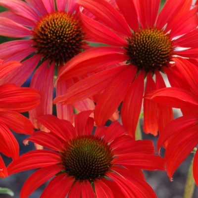 Echinacea 'Tomato Soup'