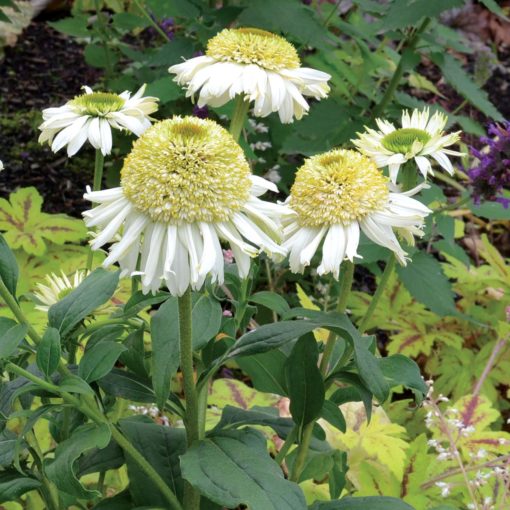 Echinacea 'Vanilla Cupcake'