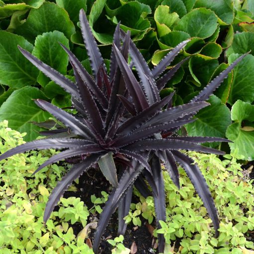 Eucomis 'Dark Star'