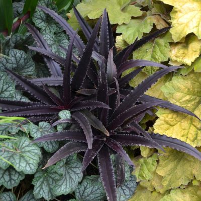 Eucomis Dark™ 'Star'