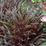 Eucomis 'Dark Star'