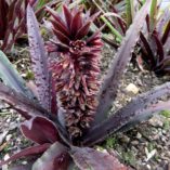 Eucomis 'Dark Star'