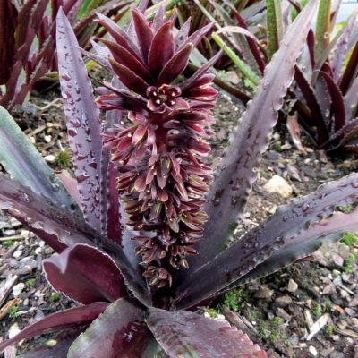 Eucomis Dark™ 'Star'