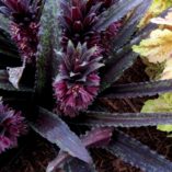 Eucomis 'Dark Star'