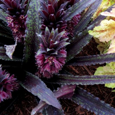 Eucomis Dark™ 'Star'