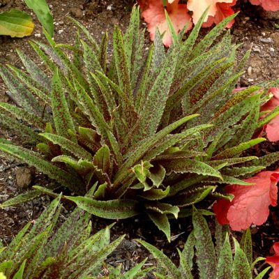 Eucomis 'Freckles'