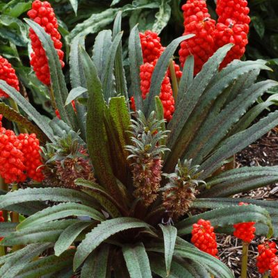 Eucomis 'Freckles'