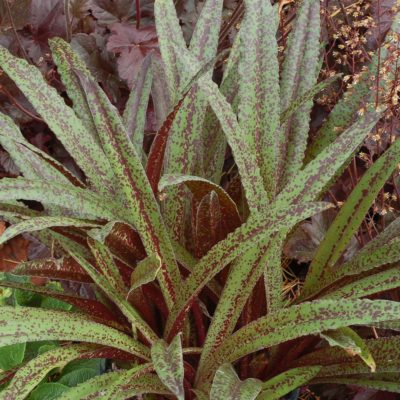 Eucomis 'Freckles'