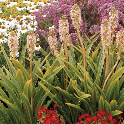 Eucomis Glow™ 'Sticks'