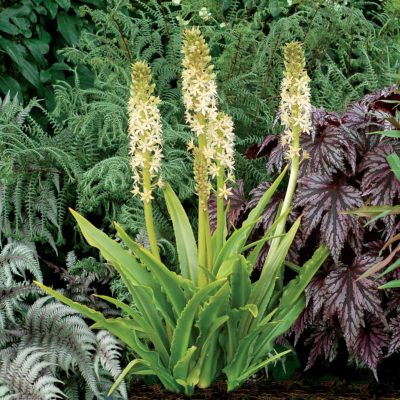 Eucomis Glow™ 'Sticks'