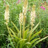 Eucomis 'Glow Sticks'