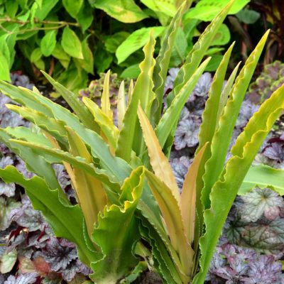 Eucomis Glow™ 'Sticks'