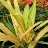 Eucomis 'Glow Sticks'